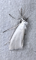 Tipanaea patulella
