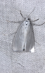 Tipanaea patulella