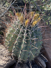 Ferocactus emoryi rectispinus