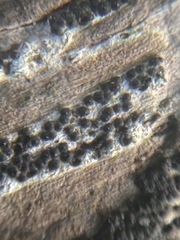 Rosellinia