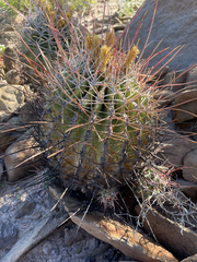 Ferocactus emoryi rectispinus