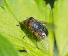 Calliphora hilli