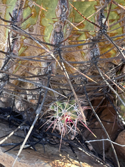 Ferocactus emoryi rectispinus