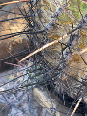 Ferocactus emoryi rectispinus