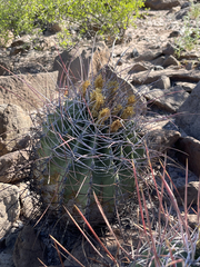 Ferocactus emoryi rectispinus