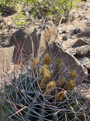 Ferocactus emoryi rectispinus