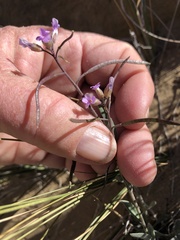 Boechera quadrangulensis