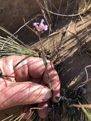 Boechera quadrangulensis