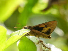 Cephrenes augiades