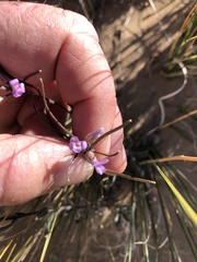 Boechera quadrangulensis