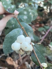 Erysiphe symphoricarpi