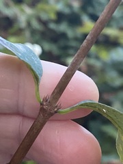 Erysiphe symphoricarpi