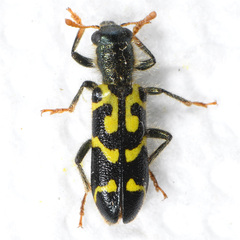 Trichodes ornatus
