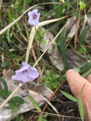 Pinguicula pumila