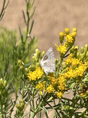 Xylothamia diffusa