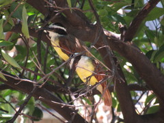 Pitangus sulphuratus