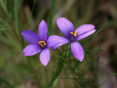 Cheiranthera alternifolia
