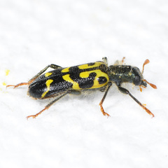 Trichodes ornatus