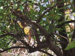 Pitangus sulphuratus