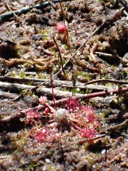 Drosera pygmaea