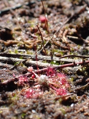 Drosera pygmaea