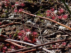 Drosera pygmaea