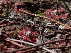 Drosera pygmaea