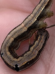 Melipotis famelica