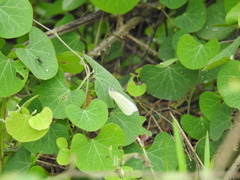 Appias epaphia contracta