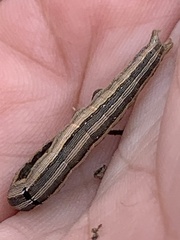 Melipotis famelica