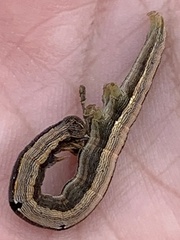 Melipotis famelica