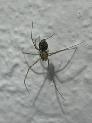 Scytodes atlacoya