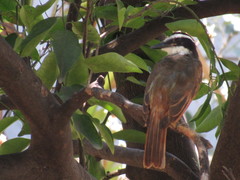 Pitangus sulphuratus