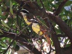 Pitangus sulphuratus