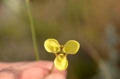 Moraea bellendenii