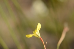 Moraea bellendenii
