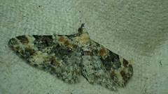 Eupithecia linariata