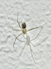Scytodes atlacoya