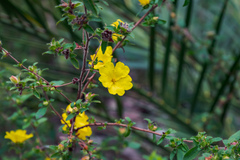 Hibbertia pilosa