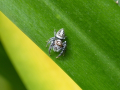 Opisthoncus quadratarius