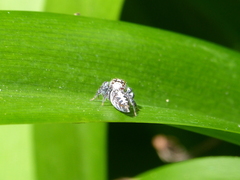 Opisthoncus quadratarius