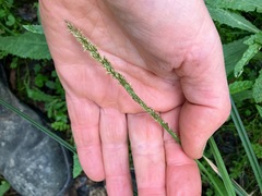 Carex appressa