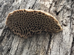 Hexagonia vesparia