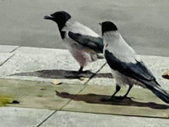 Corvus cornix