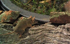 Antechinus flavipes