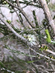 Melaleuca brevifolia