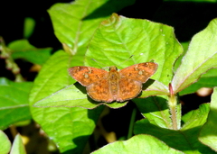 Pseudocoladenia dan