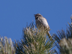 Prunella atrogularis