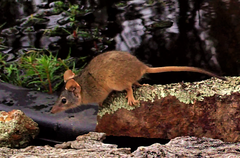 Antechinus flavipes
