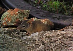 Antechinus flavipes